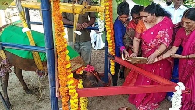 કર્ણાટકમાં ગાયનું સીમંત